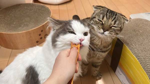 おやつをもらった２匹の猫　結末に、クスッ　「まるでコントのような写真」