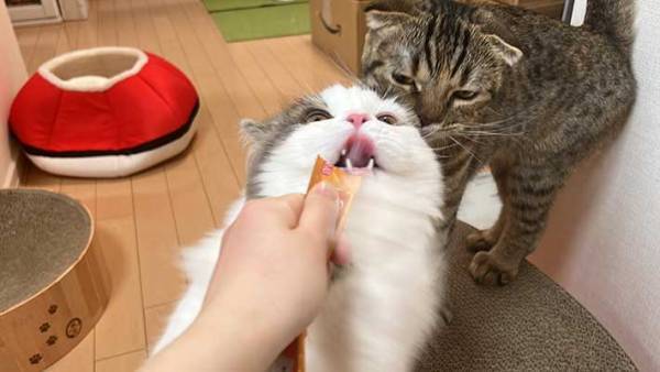 おやつをもらった２匹の猫　結末に、クスッ　「まるでコントのような写真」