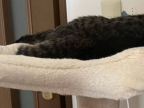 猫…？　横たわる姿に「猫なわけない」「疲れて幻でも見たんですよ」