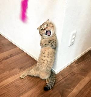 猫じゃらしのおもちゃをもらった猫　「なんていい表情！」