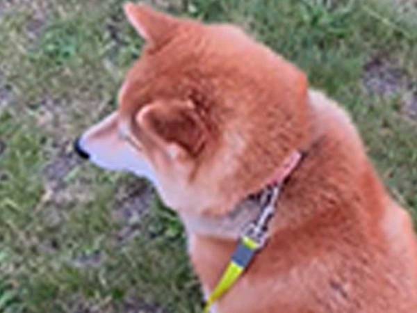 「尻尾は正直！」「かわいい」　散歩中に大好きな人を発見した柴犬が…？