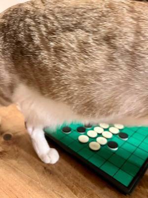 ボードゲームで遊ぶ子供　楽しんでいると、突如やり直しせざるを得なくなり…！？