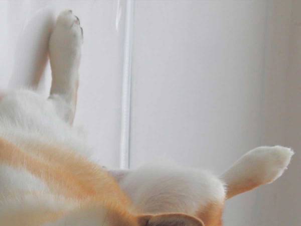 ご飯中の飼い主を見ていた、柴犬　眠くなってしまった姿に「かわいすぎ」「いい夢見てそう」