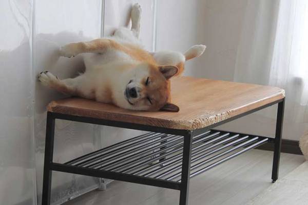 ご飯中の飼い主を見ていた、柴犬　眠くなってしまった姿に「かわいすぎ」「いい夢見てそう」