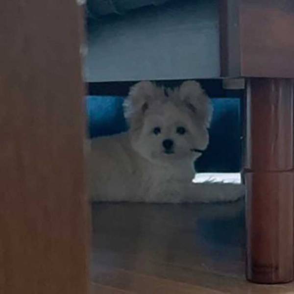 床に設置した『罠』　ボーロの先で、静観しているのは？