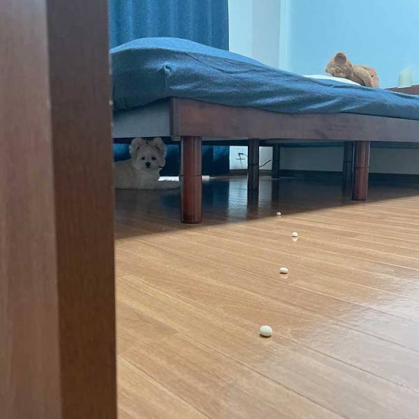 床に設置した『罠』　ボーロの先で、静観しているのは？