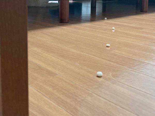 床に設置した『罠』　ボーロの先で、静観しているのは？