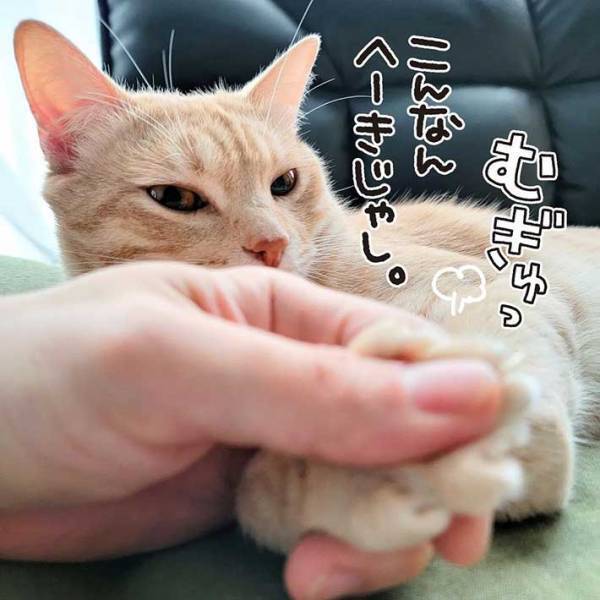 全身触られても怒らない猫　しかし、唯一許せないことがあって？