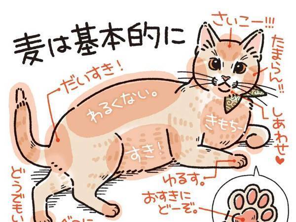 全身触られても怒らない猫　しかし、唯一許せないことがあって？