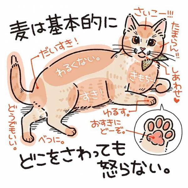 全身触られても怒らない猫　しかし、唯一許せないことがあって？