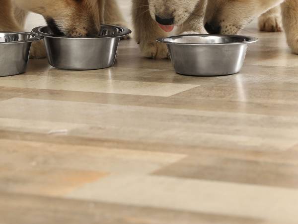 食事中の子犬たちに様子のおかしい子が…　皿の中で、まさかの？