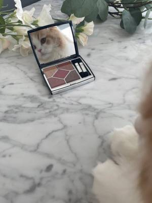 「うちの猫がめちゃくちゃキメ顔試してた」　メイク道具前の光景にクスッ