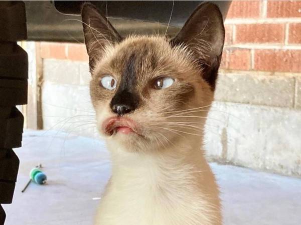 障がいがあると思われた猫　治療を続け、数か月後の姿に「すごい変化」「とても美しい」