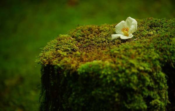 人は、どのように変容するのか　夏の終わり、生きものたちの姿に、ふと自分を重ねる