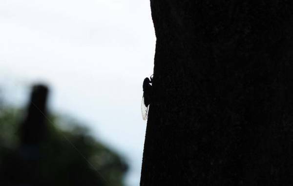 人は、どのように変容するのか　夏の終わり、生きものたちの姿に、ふと自分を重ねる