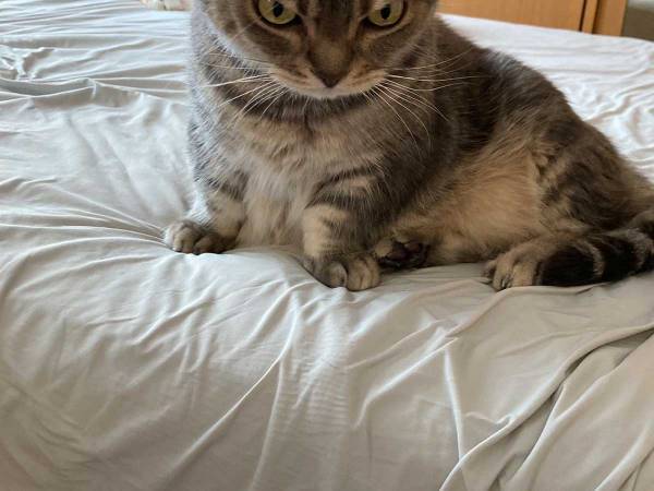 インターホンの音で起きてしまった猫が？　「完全に怒ってる」「可愛い！」