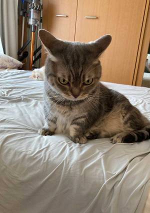インターホンの音で起きてしまった猫が？　「完全に怒ってる」「可愛い！」