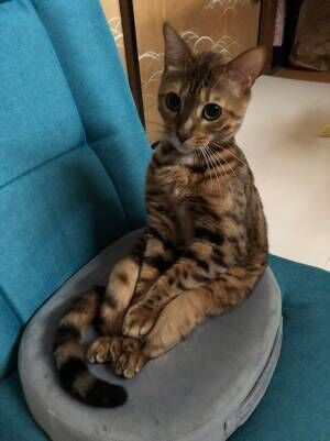 猫がカインズで買った座椅子を占領　しかし、座り方が？　「想像のナナメ上だった」