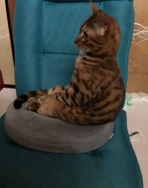猫がカインズで買った座椅子を占領　しかし、座り方が？　「想像のナナメ上だった」