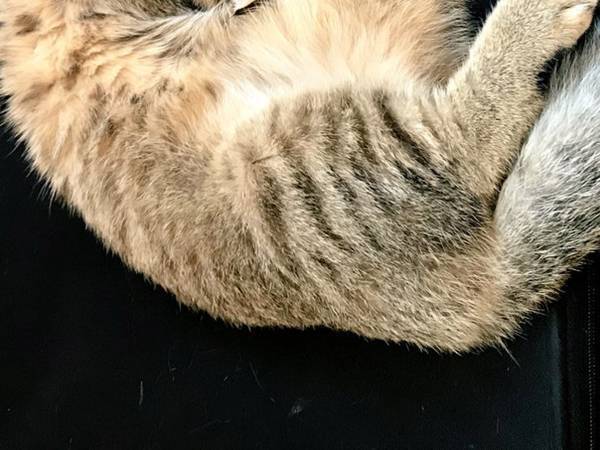 猫が柔軟体操を行う姿に「どうなってるの」「さすが液体」