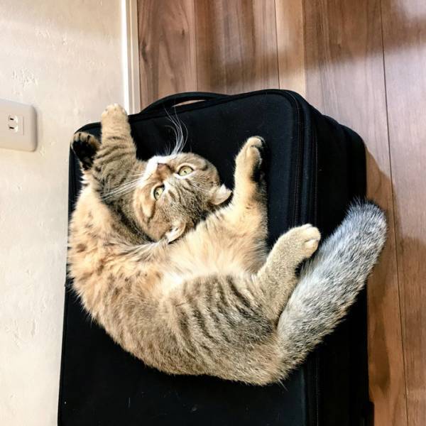 猫が柔軟体操を行う姿に「どうなってるの」「さすが液体」