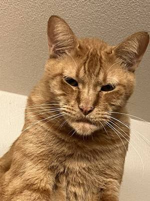 獣医「この子シャクレてますね」　猫の写真に「マジだ…」「面構えで吹いた」