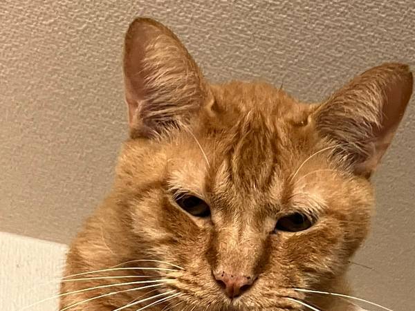 獣医「この子シャクレてますね」　猫の写真に「マジだ…」「面構えで吹いた」