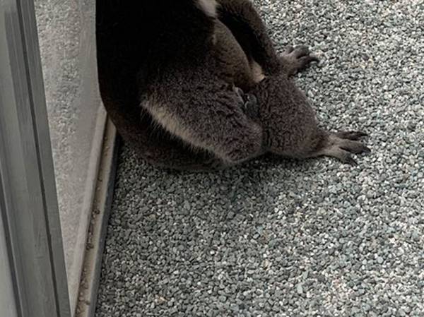 飼育員を『出待ち』していたのは？　写真に「哀愁すごい」「かわいすぎる」の声