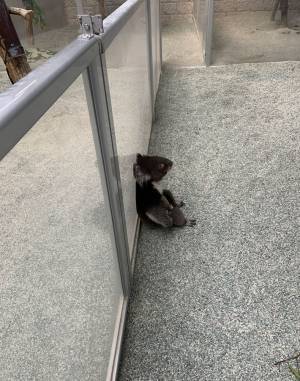 飼育員を『出待ち』していたのは？　写真に「哀愁すごい」「かわいすぎる」の声