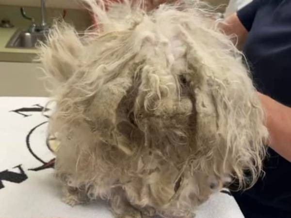 毛が伸びてボロボロの犬　刈った後の姿に「新しい始まりだ」