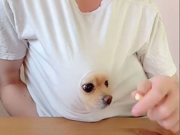 『ど根性ガエル』状態のポメラニアン　ムシャムシャする動画に「かわいすぎて声が出た」