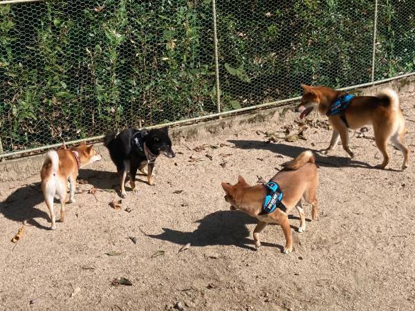 ドッグランで『新人狩り』にあった柴犬　シュールな光景に「ごめん笑った」「めっちゃ好き」