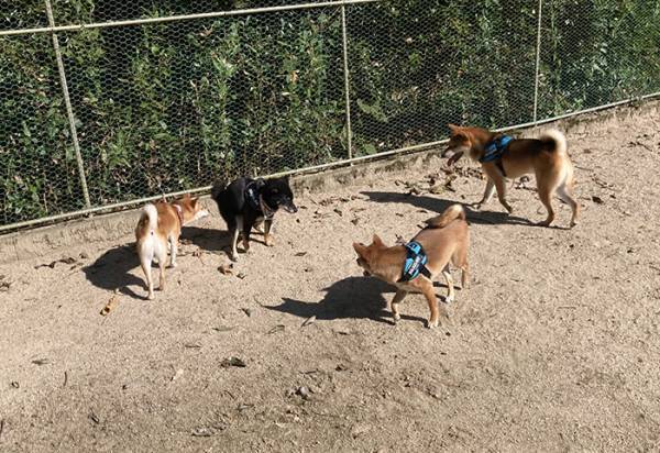 ドッグランで『新人狩り』にあった柴犬　シュールな光景に「ごめん笑った」「めっちゃ好き」