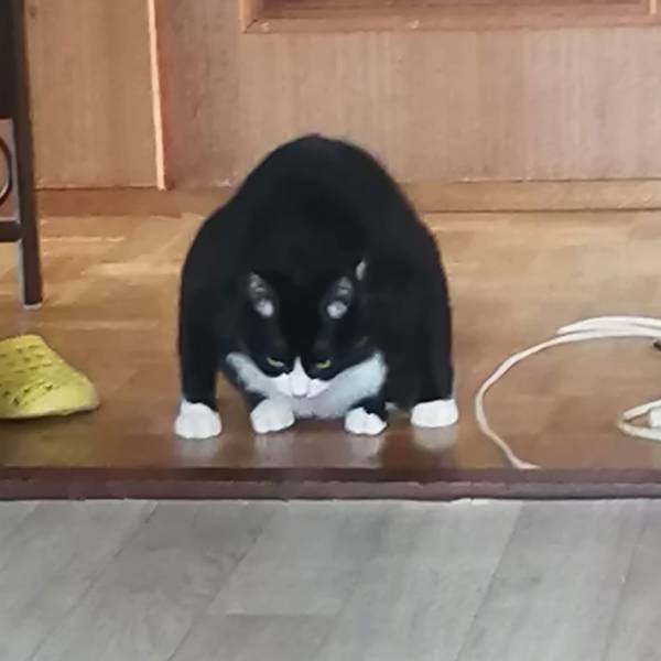 どういうこと！？　飼い主が目撃した、座る猫に混乱する