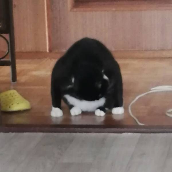 どういうこと！？　飼い主が目撃した、座る猫に混乱する