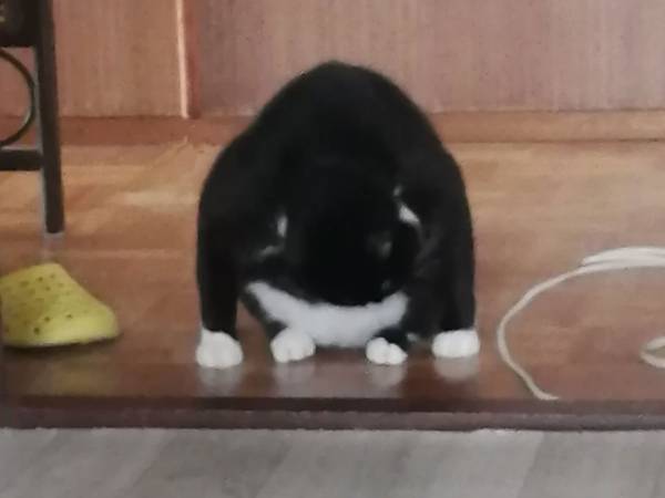 どういうこと！？　飼い主が目撃した、座る猫に混乱する