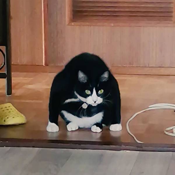 どういうこと！？　飼い主が目撃した、座る猫に混乱する