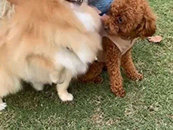 「うちの犬がごめんね…」　飼い主が、トイプードルに謝った理由は？