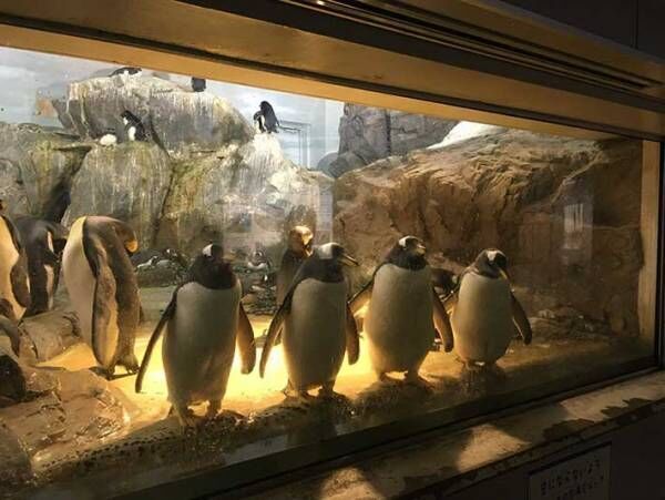 「びっくりするわ！」「ライブが始まりそう」　動植物園のペンギンが…？