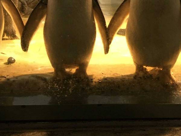 「びっくりするわ！」「ライブが始まりそう」　動植物園のペンギンが…？
