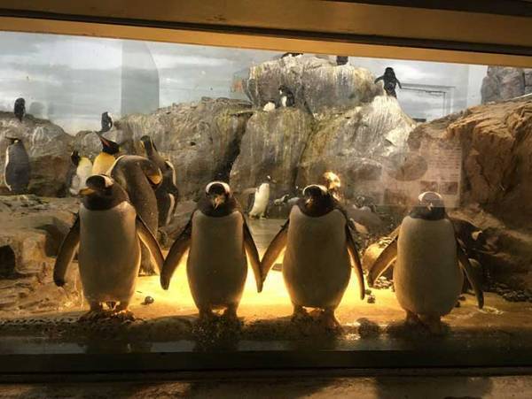 「びっくりするわ！」「ライブが始まりそう」　動植物園のペンギンが…？