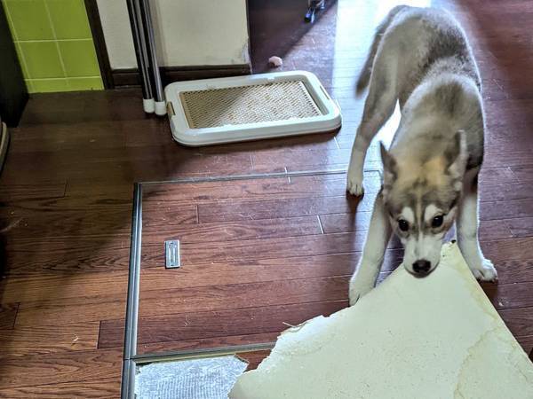 子犬ハスキーの全力すぎる『いたずら』　写真に「やっちまったなあ！」「二度吹いた」
