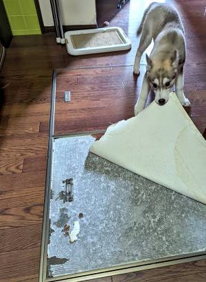 子犬ハスキーの全力すぎる『いたずら』　写真に「やっちまったなあ！」「二度吹いた」