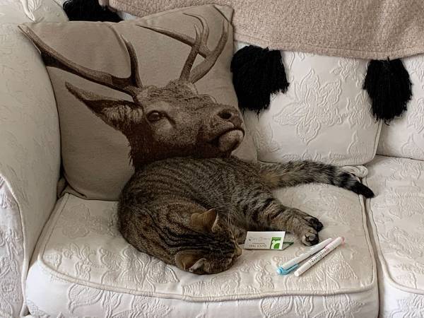 飼い主がギョッとした猫の姿　４２万件の『いいね』が寄せられる事態に