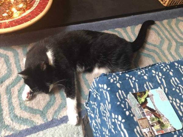 ９か月ぶりに家に帰ってきた猫　翌日、驚きの事実が判明！「猫あるあるだ」