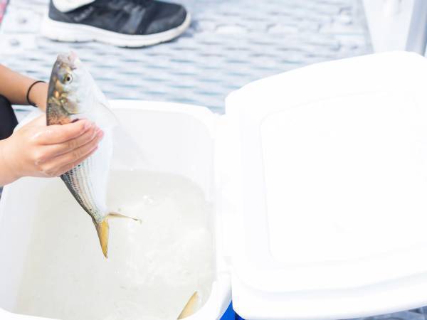 警視庁が紹介したクーラーボックスの自宅での使い方に「知らなかった！」