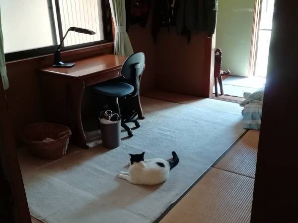 帰省を終え、下宿先に戻った息子　猫の行動に「涙が出た」「こんなのズルい」