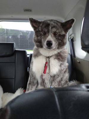 秋田犬を車に乗せ、動物病院へ　行き先に気が付いた、愛犬の表情に「笑った」「悟りを開いてる」