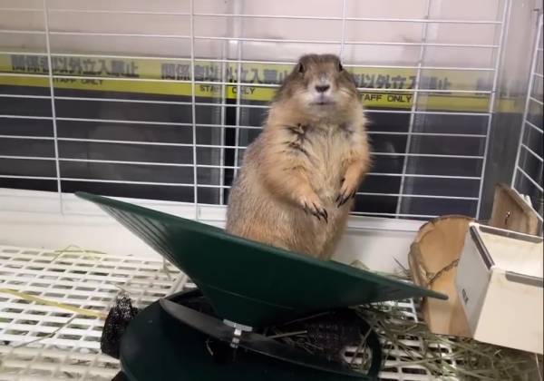 「声を出して笑った」「かわいすぎ！」呆然と立ち尽くすプレーリードッグ　その理由は？