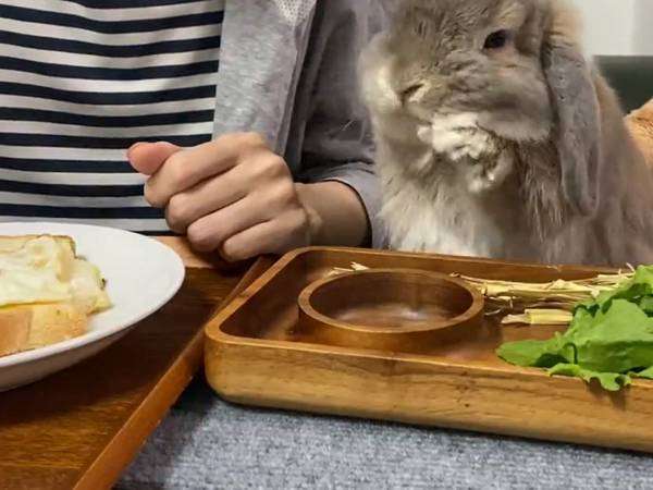 食事をするウサギ　「ほっぺが落ちちゃいそう」とキュン！